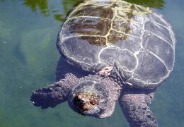 肌醇——魚、蝦飼料的能量補給站!