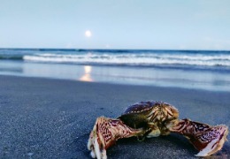 甲殼素和殼多糖在化妝品中的應用(下)