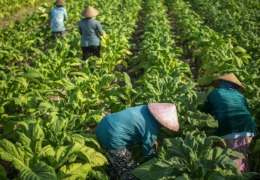 銀耳多糖的多方面應用(下)