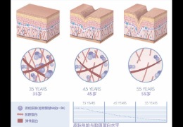 水潤皮膚的秘密武器,乙酰殼糖胺和透明質(zhì)酸的甜蜜聯(lián)盟!